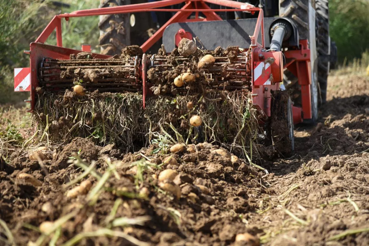 Zbiór ziemniaków kombajnem na polu