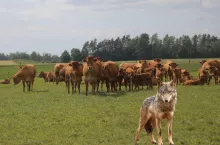 Wilki zagryzają bydło w warmińsko-mazurskim
