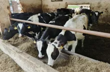 Bydło mleczne podczas żywienia