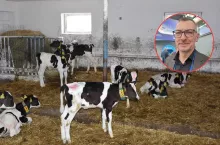 Wysokie ceny cieląt