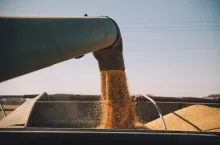 Zboże sypane z rury przeładunkowej do naczepy transportowej.