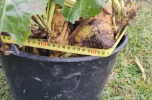 Grzegorz Mazurek rekordowo wielkie buraki