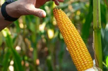 ·KWS Exceptio (FAO 260) – to typowy dent, który wykazuje świetną zdolność oddawania wody, wysoką odporność na wyleganie i niezwykle obiecujący potencjał plonowania, fot. mat. prasowe