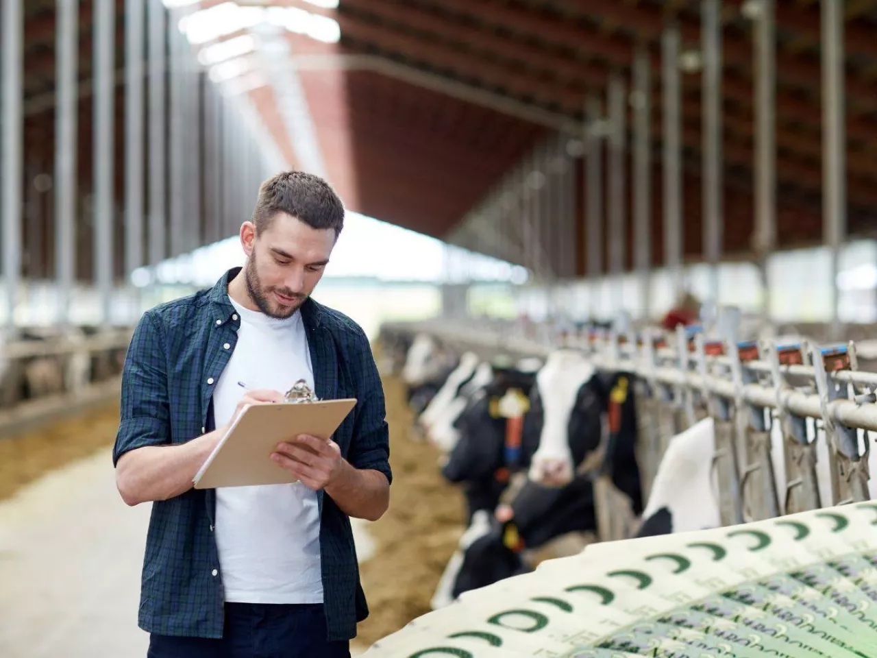 Premia dla młodego rolnika: czy posiadanie bydła 3 lata przed wnioskiem wyklucza z dotacji?