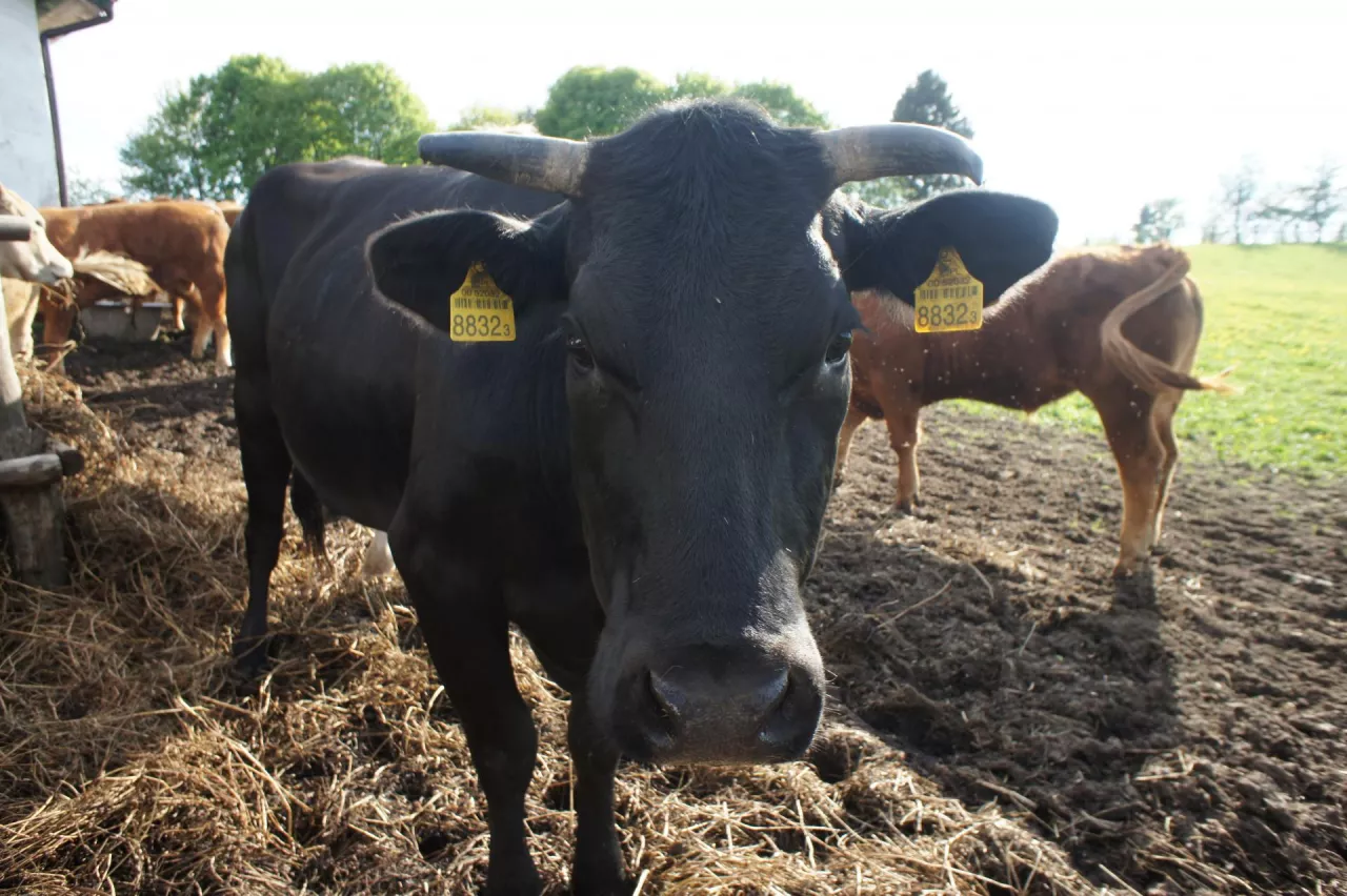 Bydło mięsne na wybiegu