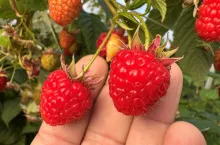 Owoce 'Malling Bella' 05.11.2025