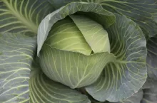 Niesprzedane warzywa na polu a VAT. Co musi zrobić rolnik, który likwiduje plony?