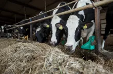 Bydło mleczne w oborze