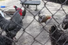 Szczepienia drobiu w przydomowych hodowlach mogą zatrzymać ekspansję rzekomego pomoru drobiu w Polsce?