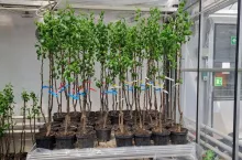 drzewka gruszy przygotowane do badań nad zarazą ogniową w Instytucie Ogrodnictwa – PIB w Skierniewicach