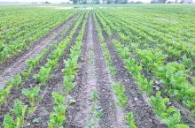 Buraki cukrowe, plantacja