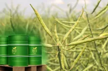 Rzepak z dieslem w tle