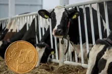 Analitycy: produkcja mleka w Holandii spadnie o 11 proc. Dlaczego?