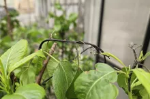 Fot. 1 Objawy zarazy ogniowej na pędach gruszy z typowymi wyciekami bakteryjnymi