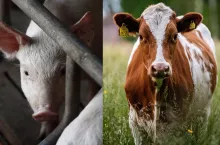 Produkcja zwierzęca zostanie uznana za kluczowy element systemu bezpieczeństwa żywnościowego?
