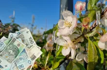 przymrozki pieniądze