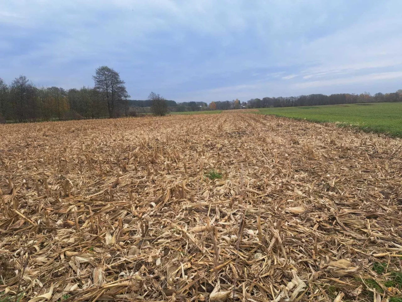 pole, resztki pożniwne, kukurydza na ziarno