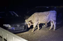 Byk niszczący zaparkowany samochód