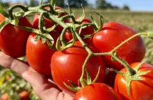 Pomidory gruntowe