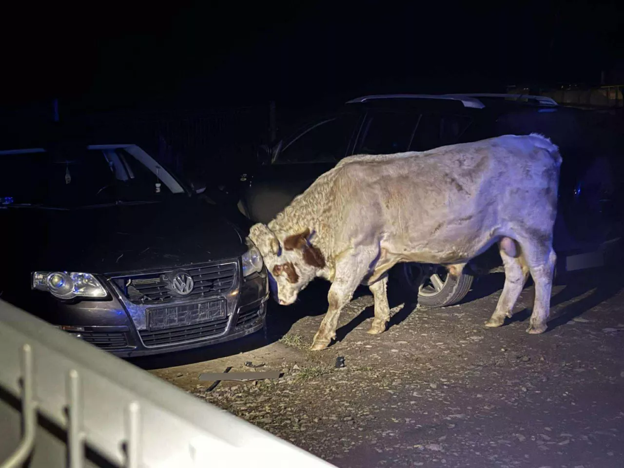 Byk niszczący zaparkowany samochód