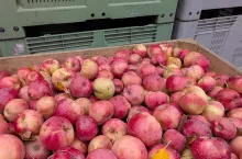 jabłka przemysłowe