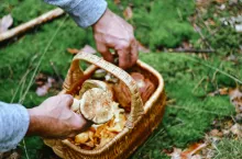 Boy holding dasket with fresh mushrooms 