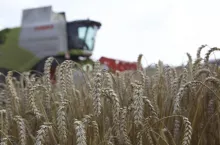 pszenica, kłosy, kombajn