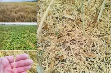 Gradobicie na Lubelszczyźnie