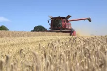 Pszenica i kombajn na na polu