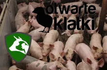 Jedną z najbardziej krytykowanych inicjatyw powiązanych z Otwartymi Klatkami jest Koalicja Społeczna Stop Fermom Przemysłowym 