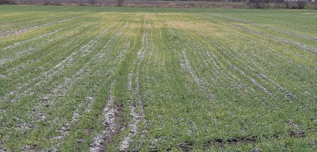 żółknący jęczmień