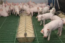 prosięta po odsadzeniu pasza