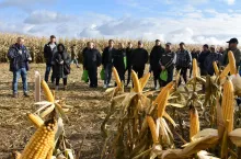 grupa rolników i kukurydza