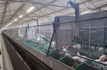 Króliki utrzymywane są w klatkach o podwyższonym standardzie, które zapewniają im odpowiednio dużą swobodę.
