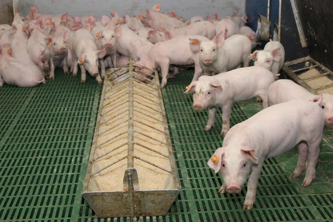 prosięta po odsadzeniu pasza