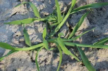 Dr hab., prof. UPP Łukasz Sobiech podkreślał, że często błędnie odporność na ALS przypisuje się chwastnicy. Wynika to z trudności w rozpoznawaniu chwastów prosowatych, z grona których to włośnice szybciej uodparniają się, a w fazie siewek są bardzo podobne do chwastnicy