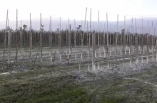 Wapnowanie w sadzie wykonuje się co 3–4 lata a badanie odczynu pH powinniśmy przeprowadzać co 2–3 lata i powinien być na poziomie 6,1–6,7