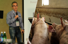 Model pięciotygodniowy to obecnie najskuteczniejsze narzędzie bioasekuracji wewnętrznej, jakie mamy. Przy Rosalii daje realną szansę na opanowanie sytuacji – podsumowywał Carlos Casanovas.