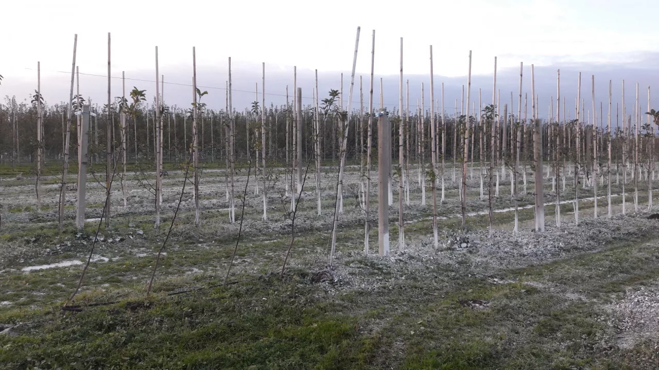 Wapnowanie w sadzie wykonuje się co 3–4 lata a badanie odczynu pH powinniśmy przeprowadzać co 2–3 lata i powinien być na poziomie 6,1–6,7