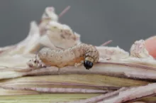 omacnica prosowianka