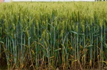 pszenica, uprawa pszenicy