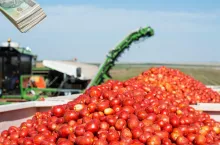 300 ha pomidorów - czy to się opłaca? Jakie są problemy? [WIDEO]