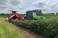 Zbiór owoców w GO Krupińscy