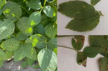 choroby bakteryjne soja