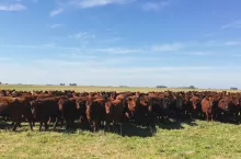 Stado bydła mięsnego rasy Aberdeen Angus Red i Black na pastwiskach Pampa Húmeda w Argentynie.