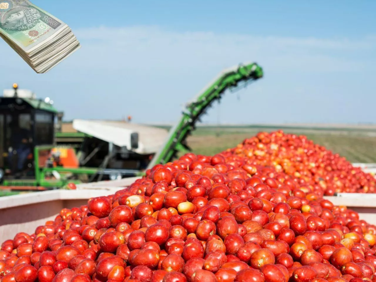 300 ha pomidorów - czy to się opłaca? Jakie są problemy? [WIDEO]