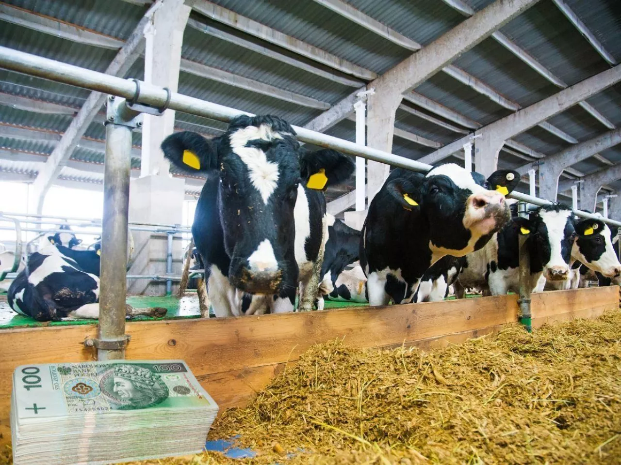 Produkcja mleka się załamie? Rolnicy ostrzegają przed katastrofą