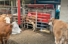 300 tys. zł z ARiMR na roboty udojowe, TMR i automatyczne karmienie. Ruszył nabór [LISTA urządzeń]