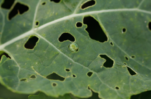 Larwa gnatarza - zielona - na liściu rzepaku