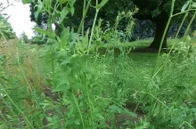 Mało znane warzywo sprzed lat. Marek kucmerka: łatwy w uprawie i pyszny